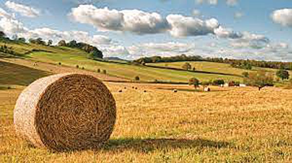 Field